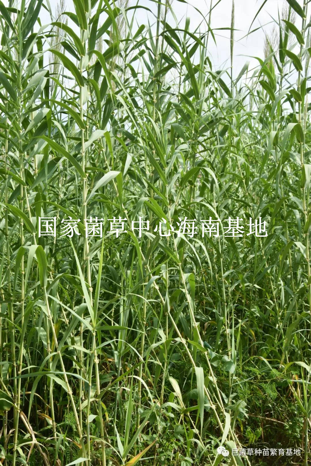 我国|高效修复土壤污染的超富集植物：绿洲一号