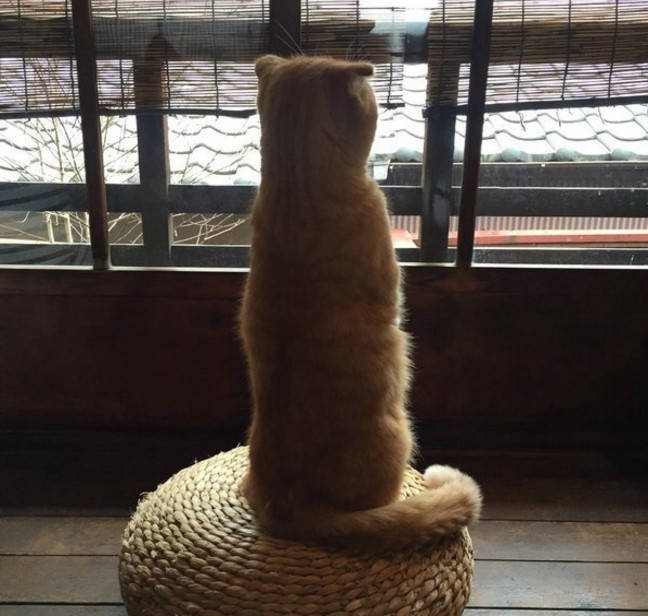 原创一只多愁善感的猫咪,每天独自望着窗外,何时才能给我找个伴啊