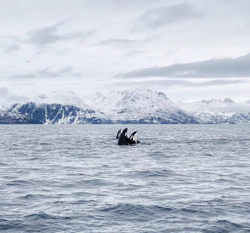 2020 iphone摄影大赛结果公布,20位中国摄影师获奖