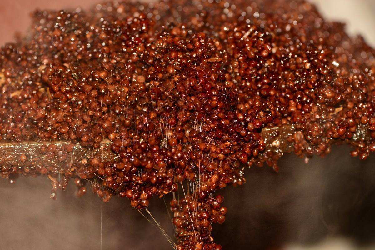 酿酒技术|重庆高粱酒的制作方法和特点