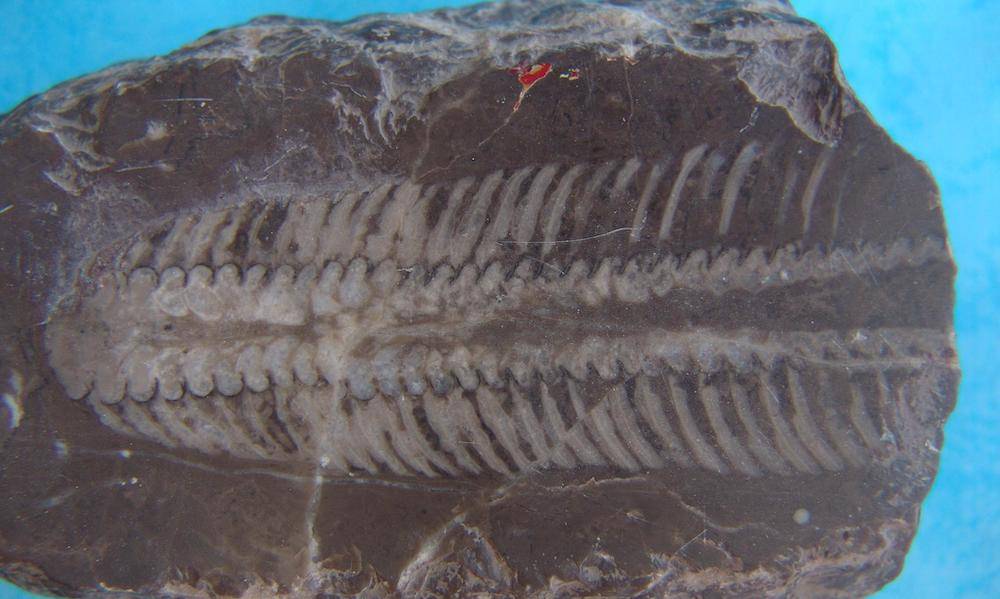 神了!游客发现距今5亿年的角石古生物化石