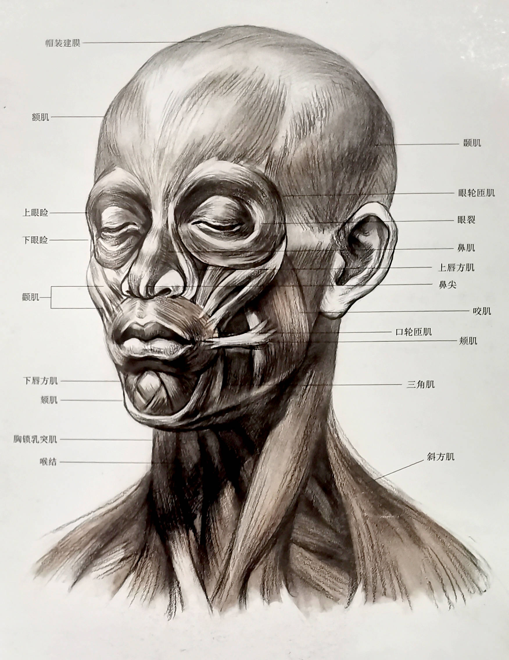 素描脸部肌肉结构图图片