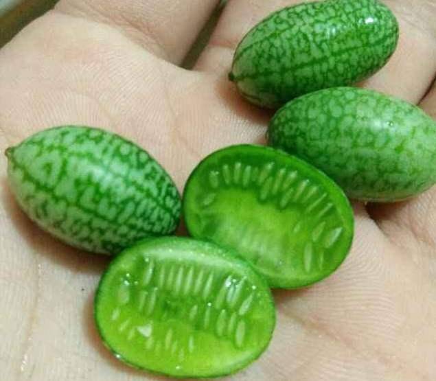 拇指西瓜