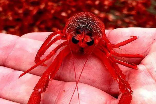 红色螃蟹国外泛滥,中国吃货蠢蠢欲动,网友:我来帮忙!