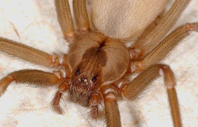 棕色隐士蜘蛛(loxosceles reclusa)图片来自:invasive
