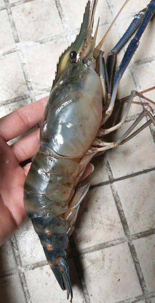 广西桂林,河道中出现"变异大虾",钓鱼人:一只能做一盘菜