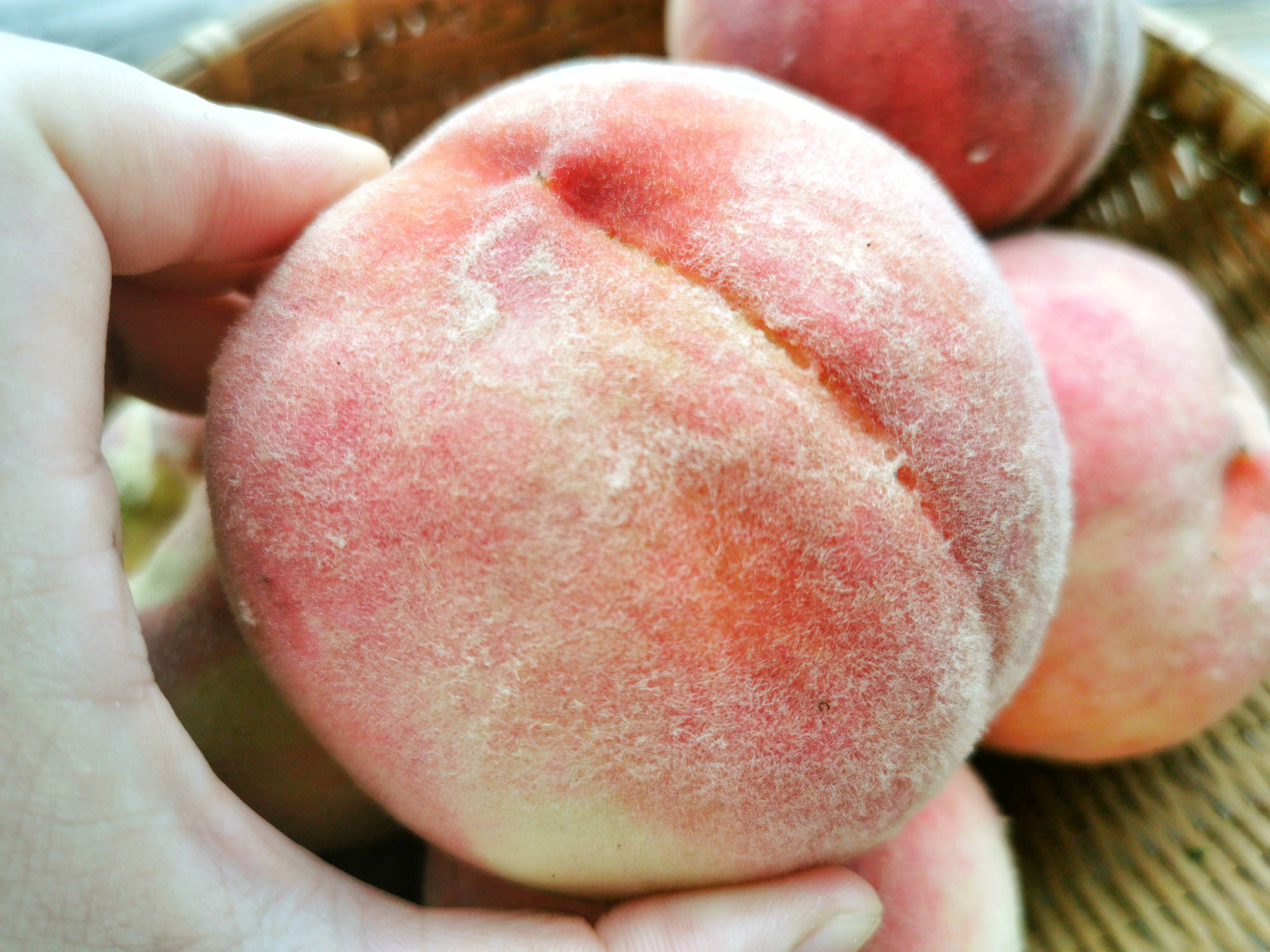 原创立秋了,这水果要多吃,如何挑选?果园老板教我5招,实用