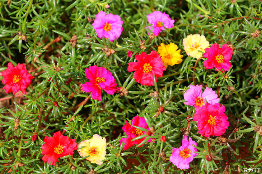 太阳花皮实好养,想要开花爆盆,还需注意技巧