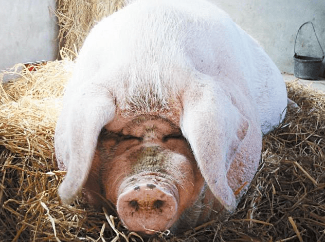 超度小动物简单仪轨-超度小动物亡灵的经文有哪些