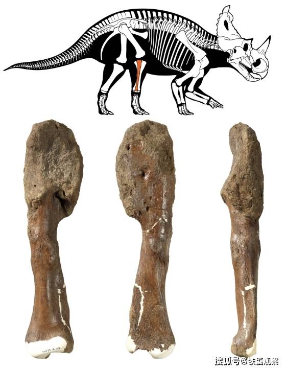 恐龙罹癌首例· 腿骨化石畸形证实恶肿瘤