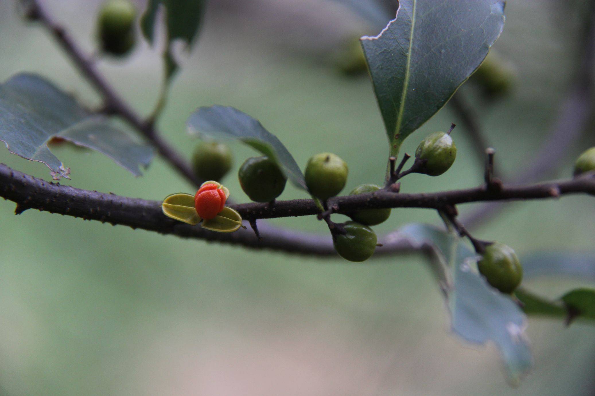 庆元植物1221卫矛科南蛇藤属过山枫