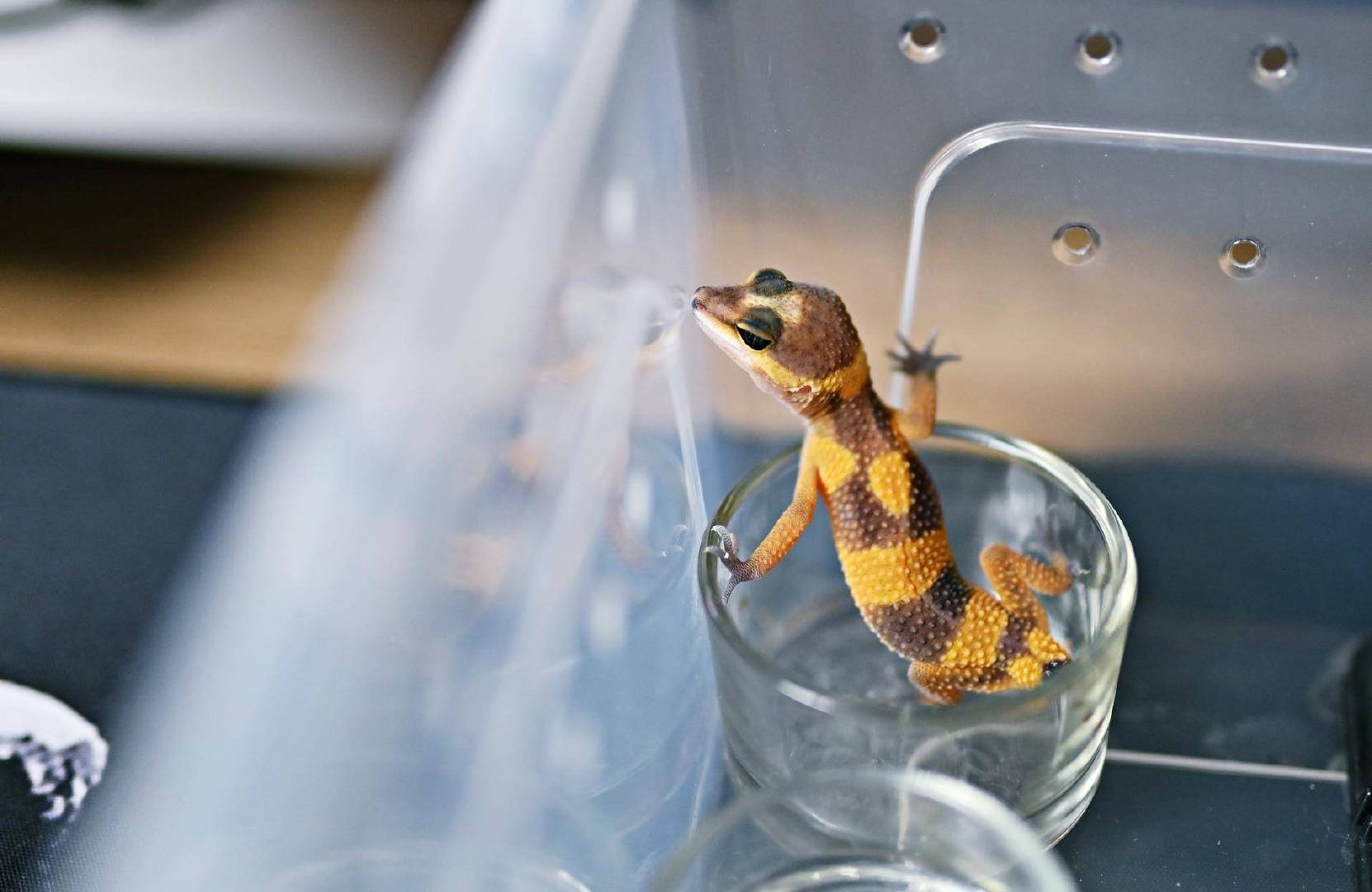 可是,没看到这小子踪影,一直在窝里趴着.