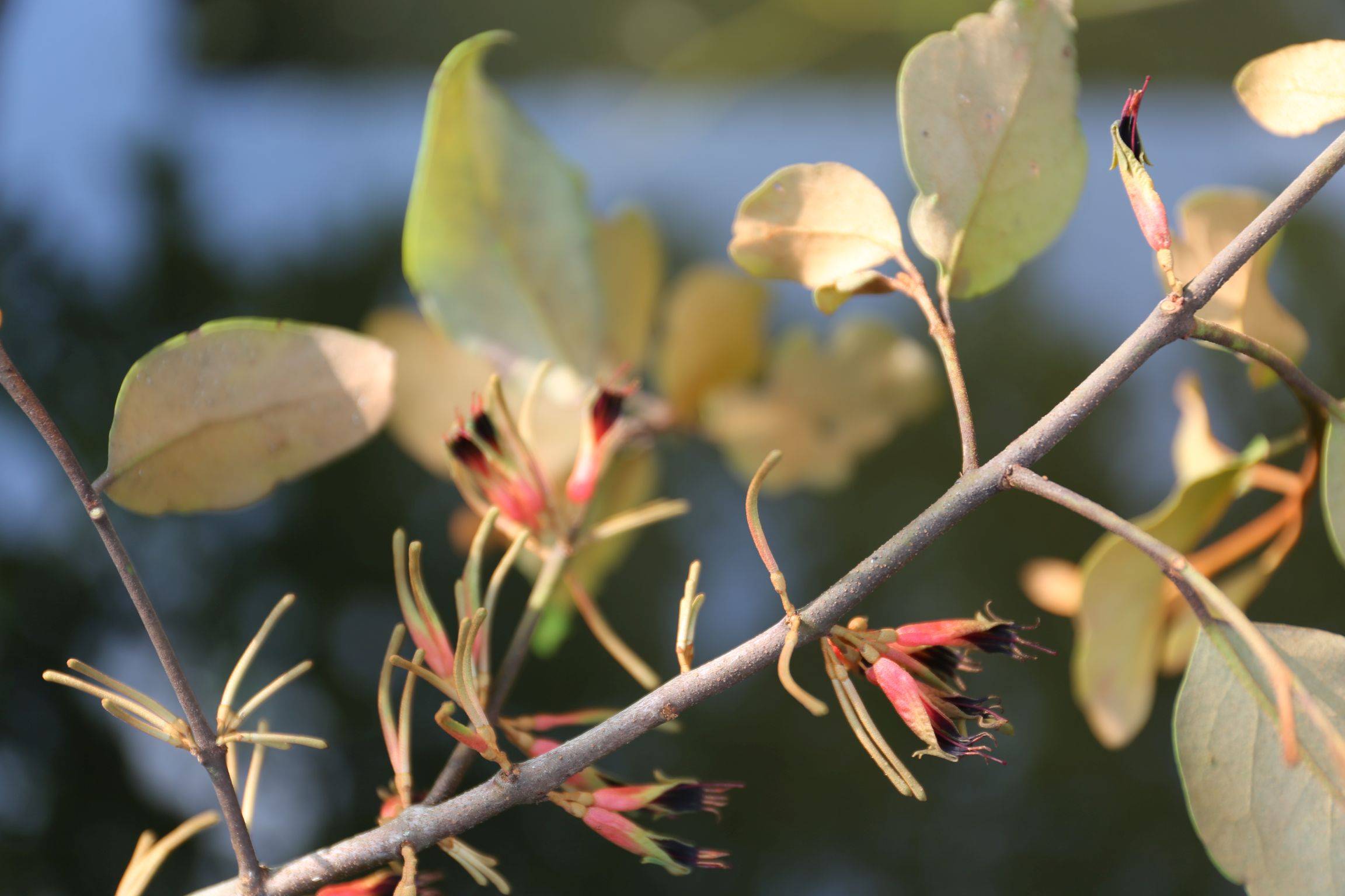 庆元植物1219桑寄生科桑寄生属桑寄生
