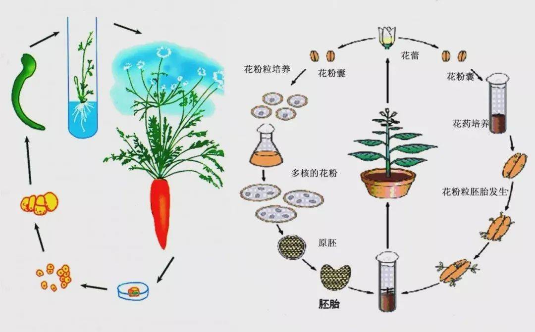 植物组织培养过程图解图片