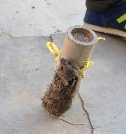 是到春节之前才会出售,在出售玉米的过程中,我哥们儿逮到了好几只老鼠