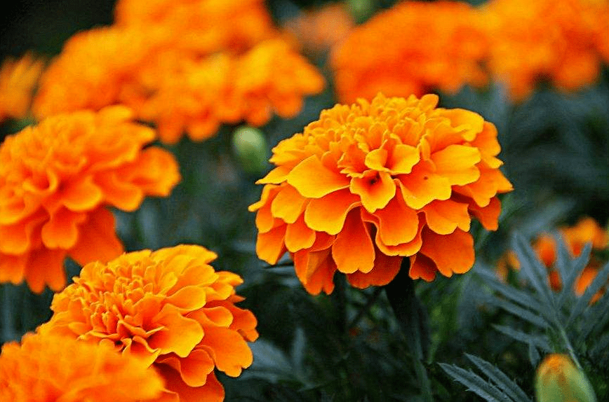 十八《咏万寿菊》