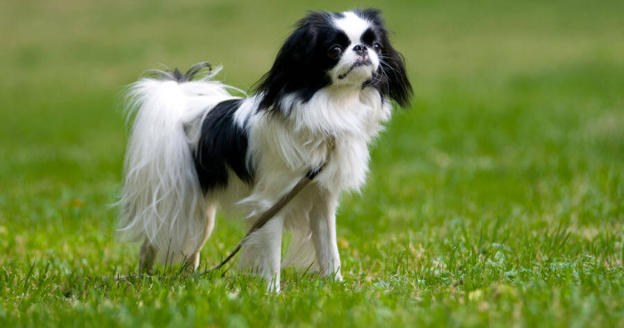 13个最受欢迎的亚洲犬种,你养的是哪种?