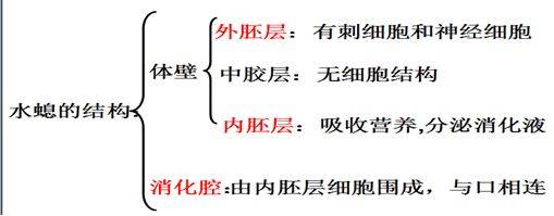 涡虫纵切图片