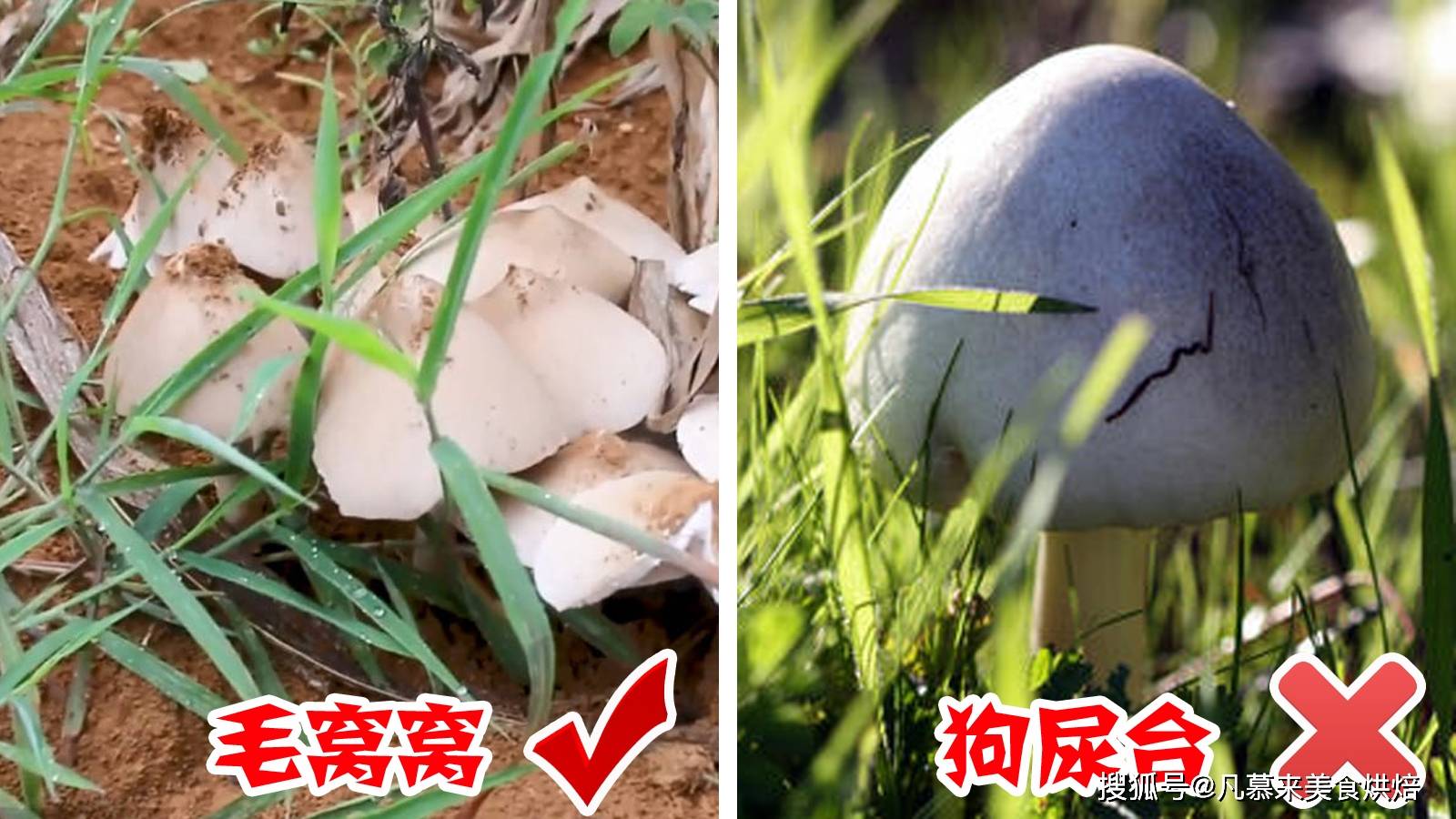 原创毛窝窝—只有农村连阴天才出现的一种蘑菇,鲜香味美,儿时的味道