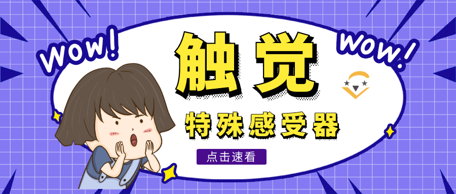 触觉:特殊感受器