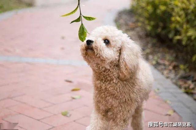 原創泰迪犬分為6種性格快來帶你家狗狗對號入座吧