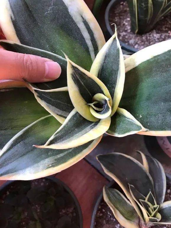 这花拔起来没有根,赶紧换盆,不然活不过俩月!