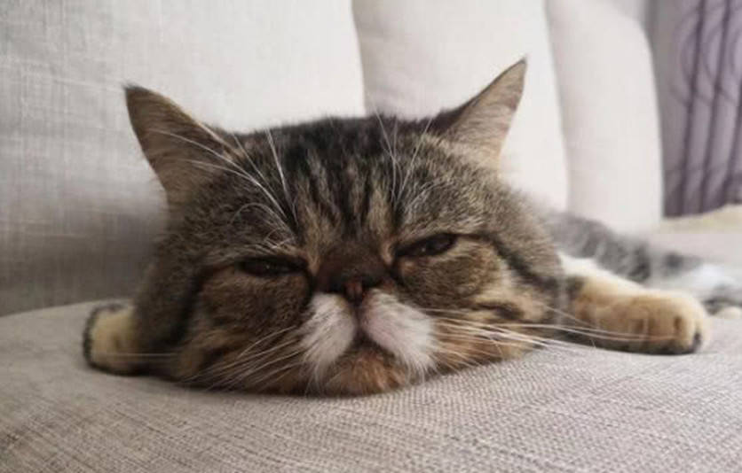 原创主人高价买回一只猫,没想还是只双面猫,看到它的状态忍俊不禁