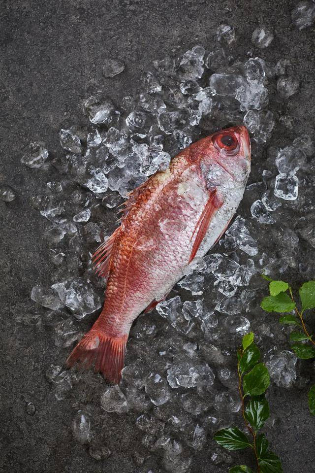 喉黑魚作為日本高級魚中的後起之秀,被稱為