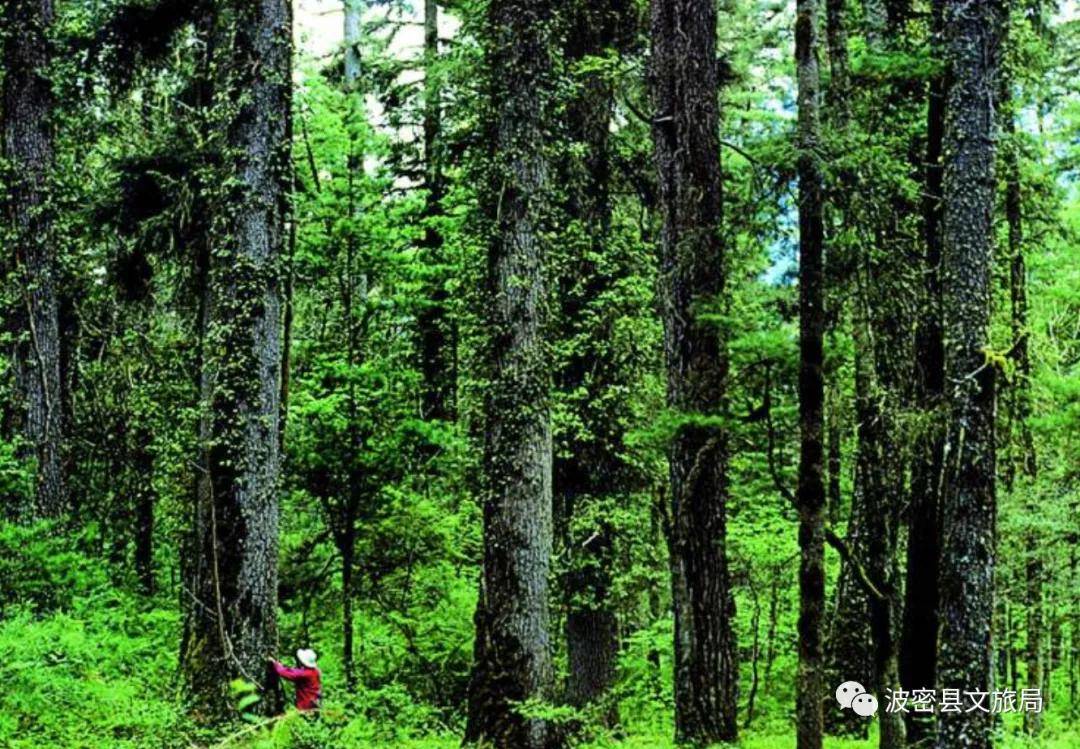 早在多年前, 岗云杉林就被《中国国家地理》评选为中国最美十大森林之