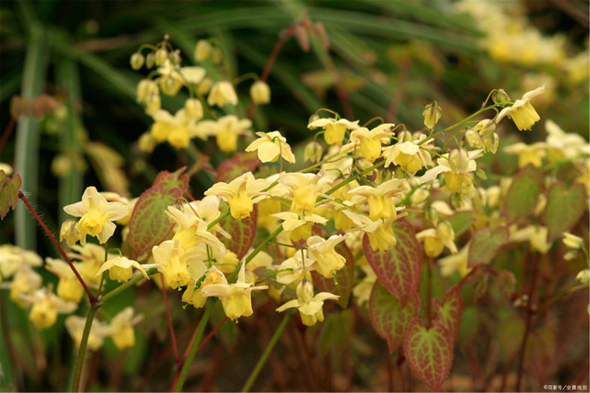 编辑搜图请点击输入图片描述其次,骨藿苷对肝肾功能都有一定的调节