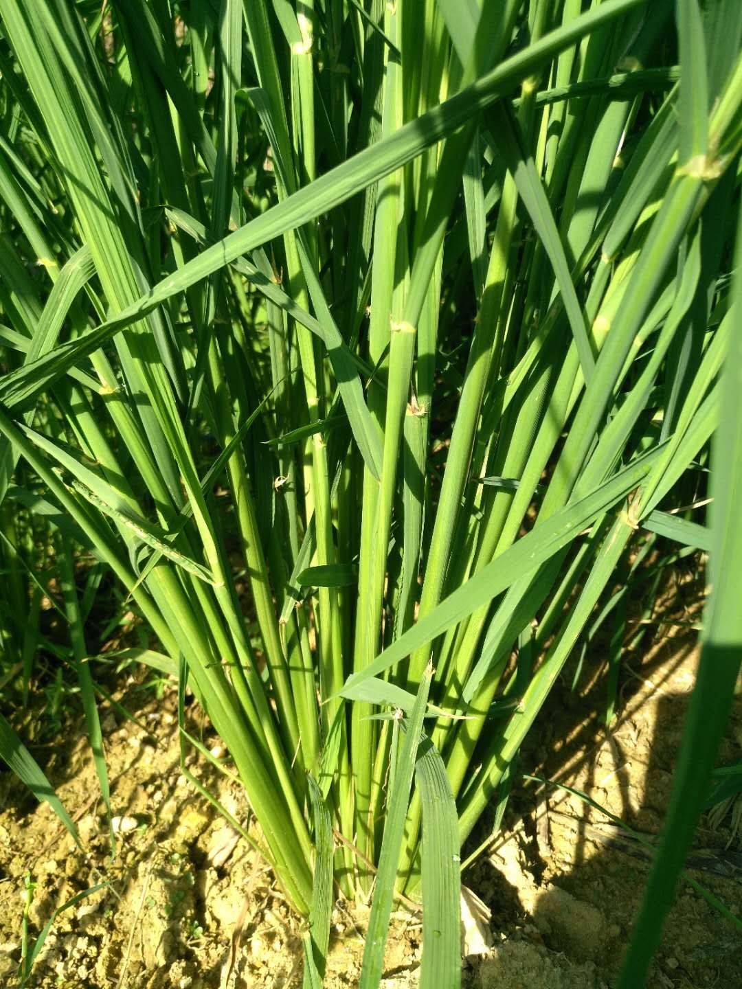 爱德帮农业组织百余种植大户考察旱稻 全国发展进入快车道