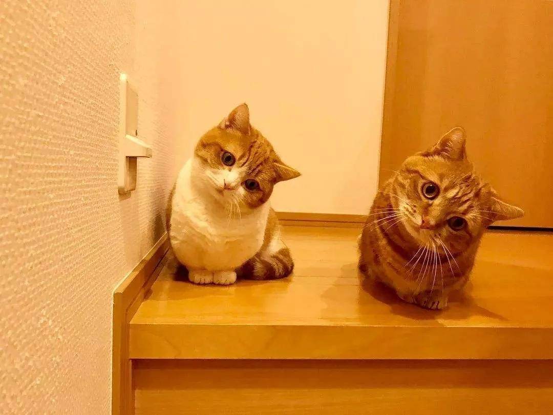 一组猫咪歪头杀图片看完后不由自主地歪脖