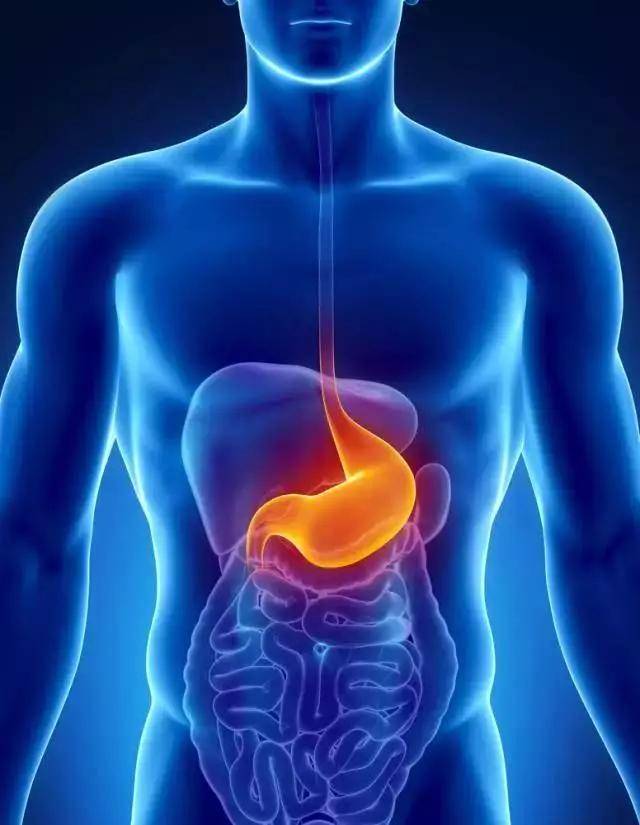 胃胀位置图片图片