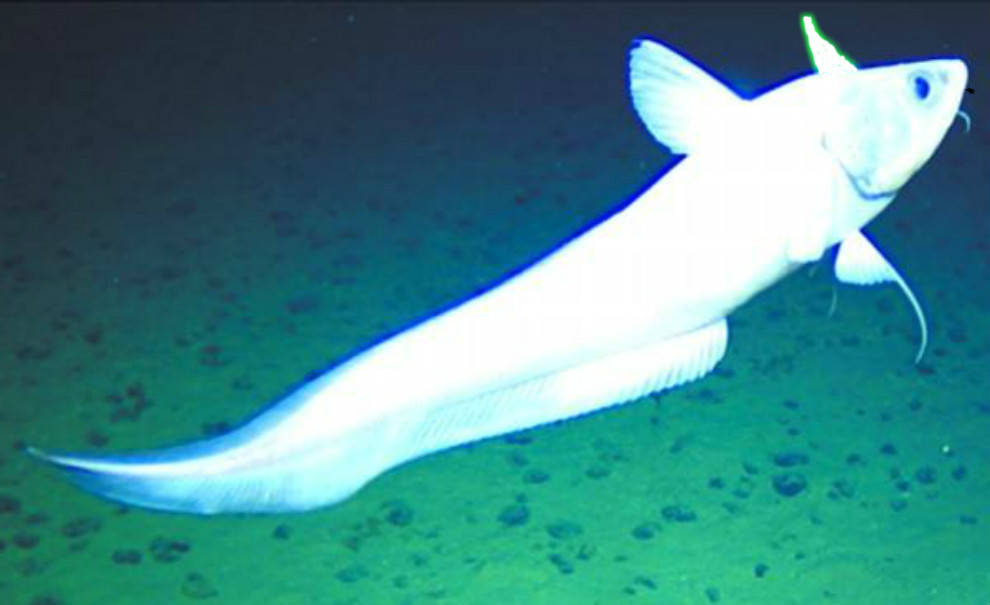 胆子大胃口好:汉昭帝钓蛟,汉和帝吃龙,蛟龙真的可以端上餐桌?