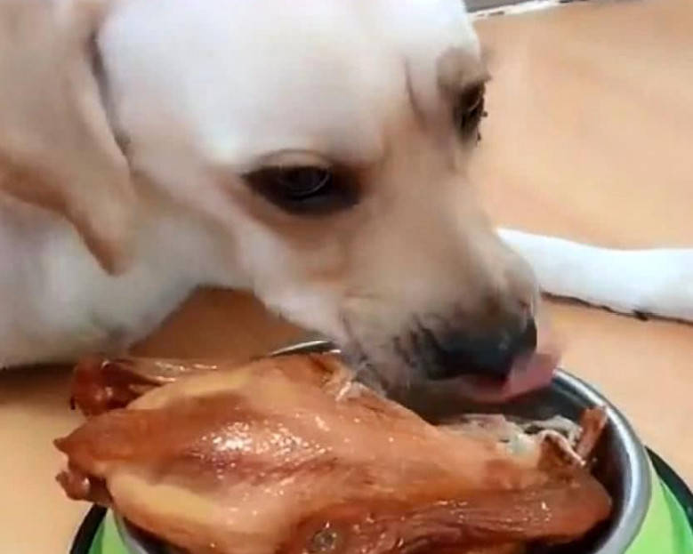 主人给狗妈吃烧鸡,狗妈看到狗宝们出来的一刻,表情瞬间亮了