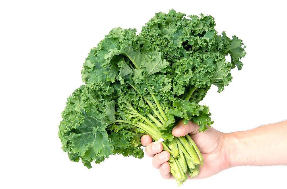 羽衣甘蓝沙拉好吃吗如何把羽衣甘蓝做好吃