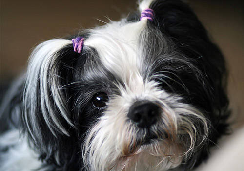 【养宠经验】西施犬排不出便多久时间恢复正常