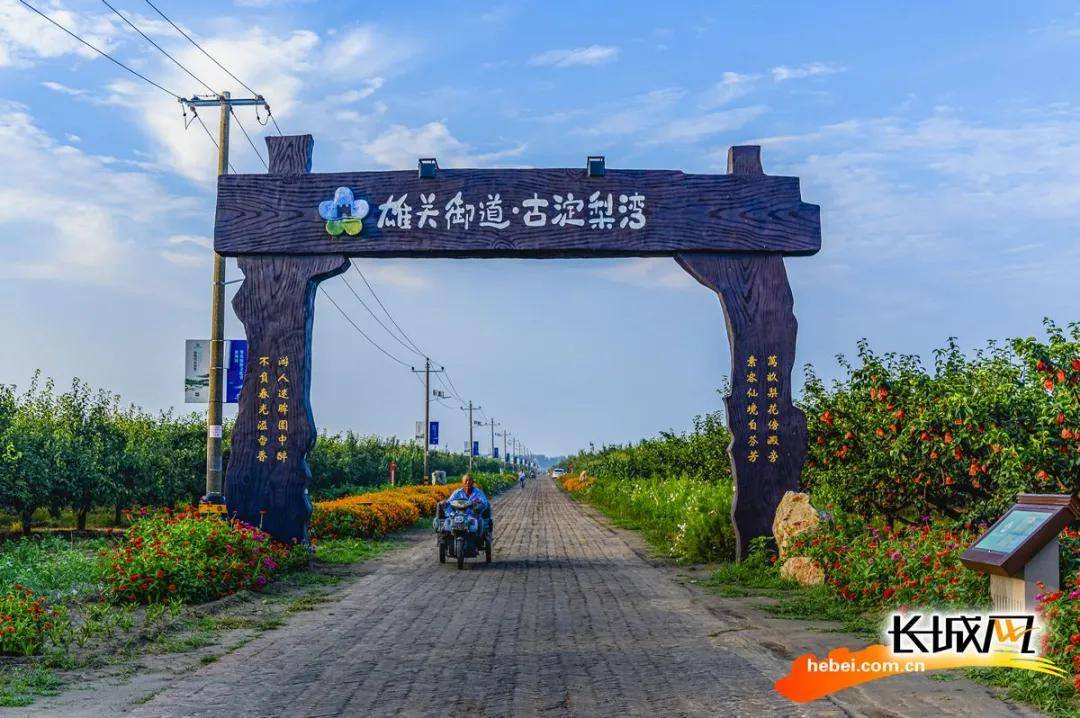 雄县古淀梨湾万亩梨树园.雄县摄影家协会供图