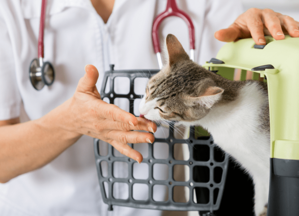 猫咪护理11帮助失明宠物的八种方法