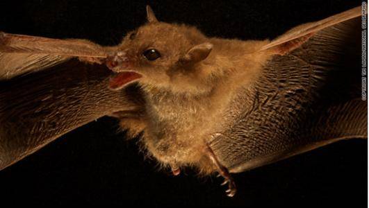 原创猎奇类似于人类母蝙蝠使用babytalk与幼崽进行交流