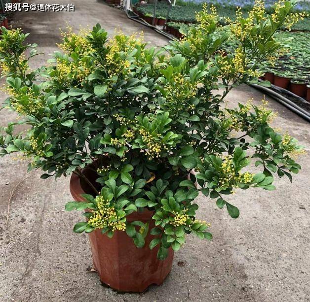 秋天盆栽米兰老桩在2环节多做努力花开飘香盈满屋