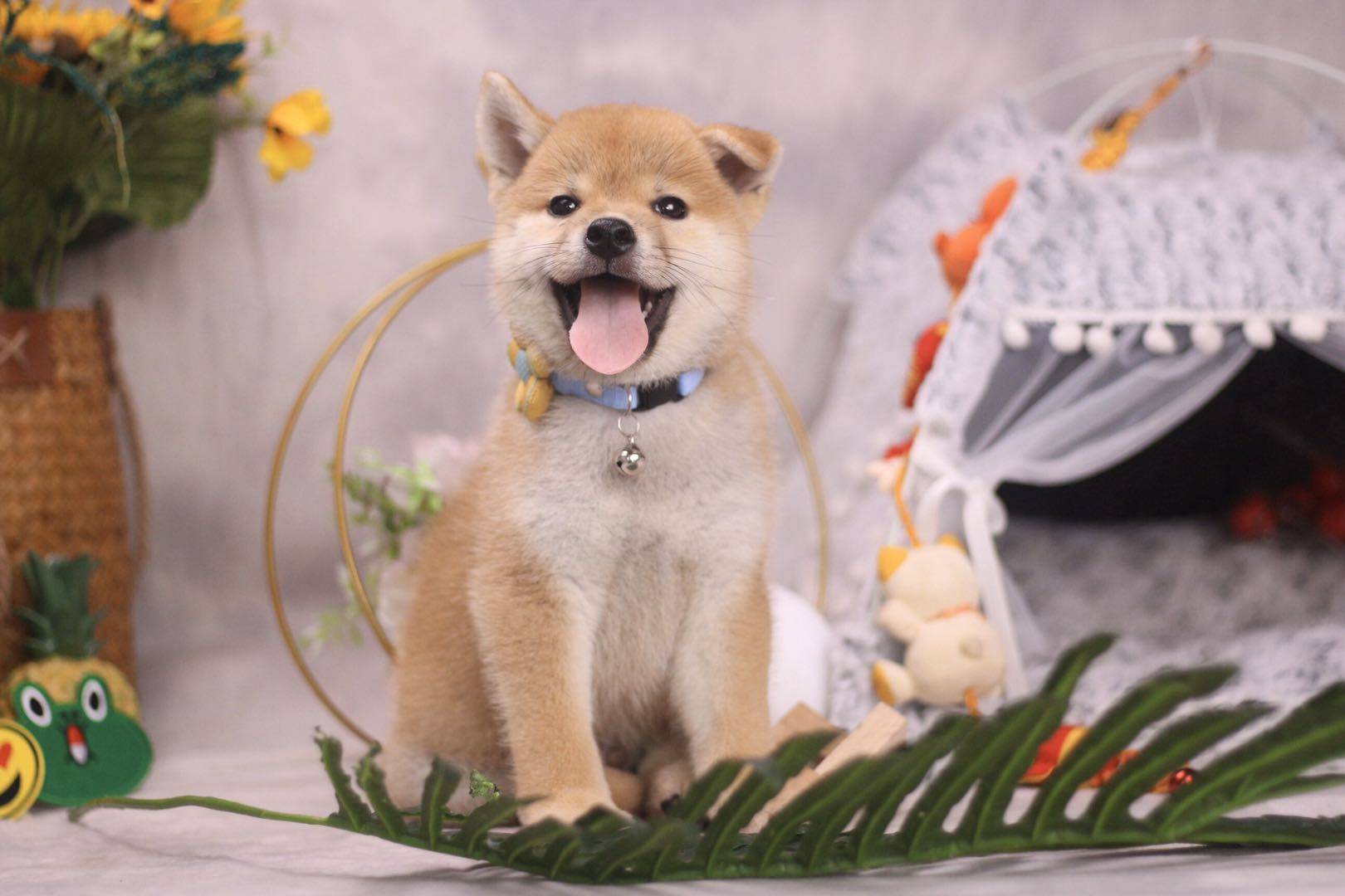 怎么挑选一只健康的柴犬?什么是星期狗?如何辨别?