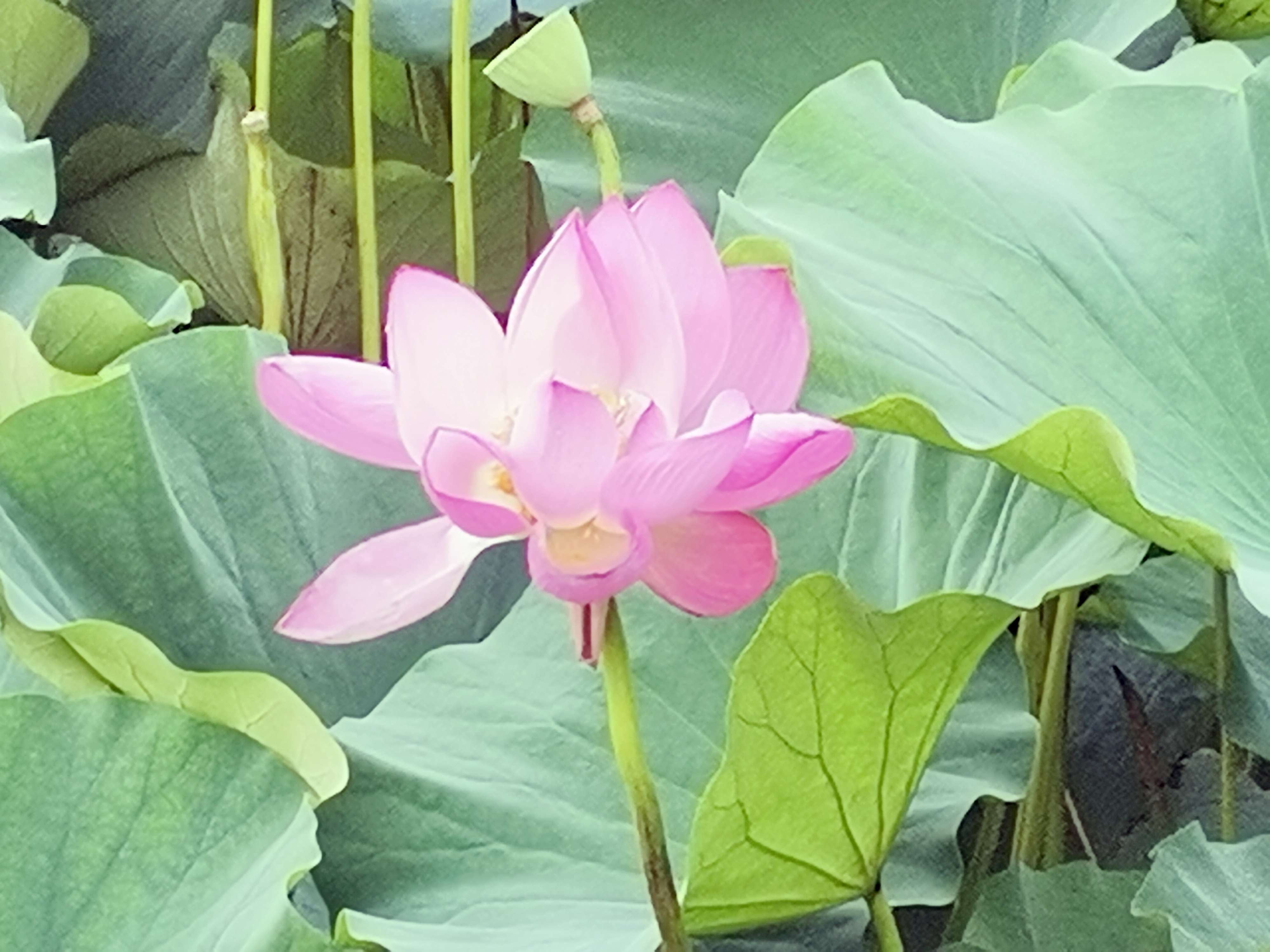 碧绿的荷叶像绿色海洋粉红色的荷花像美丽仙女