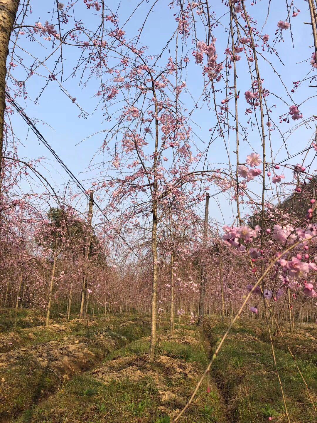 八重垂枝樱花花朵形状