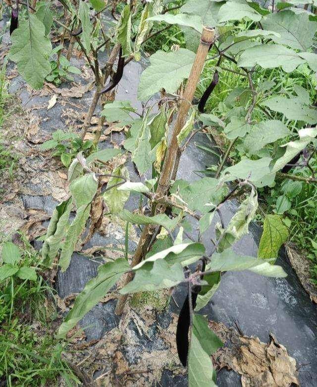 茄子黄萎病的发病特点及防控方案