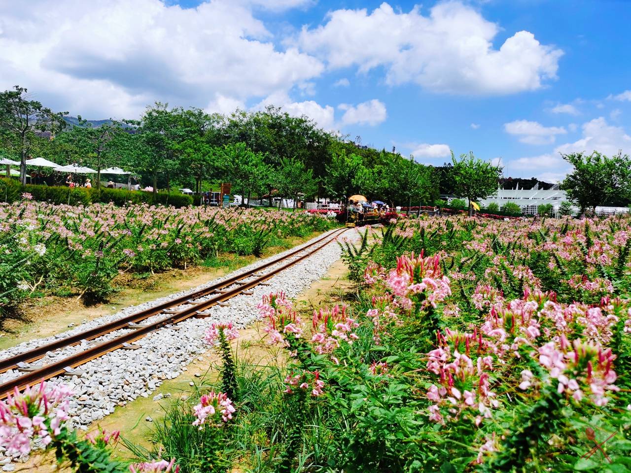 带娃坐小火车穿越花海,打卡佛山最大水上乐园