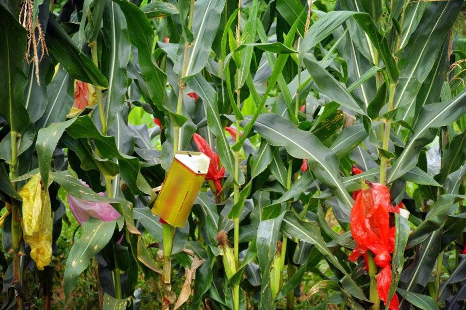 村民在山上种玉米,一块地套数百个方便袋子,看干啥用