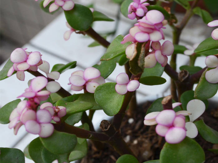 买一盆雅乐之舞30天后粉红叶片全绿朋友说这是打药的马齿苋树