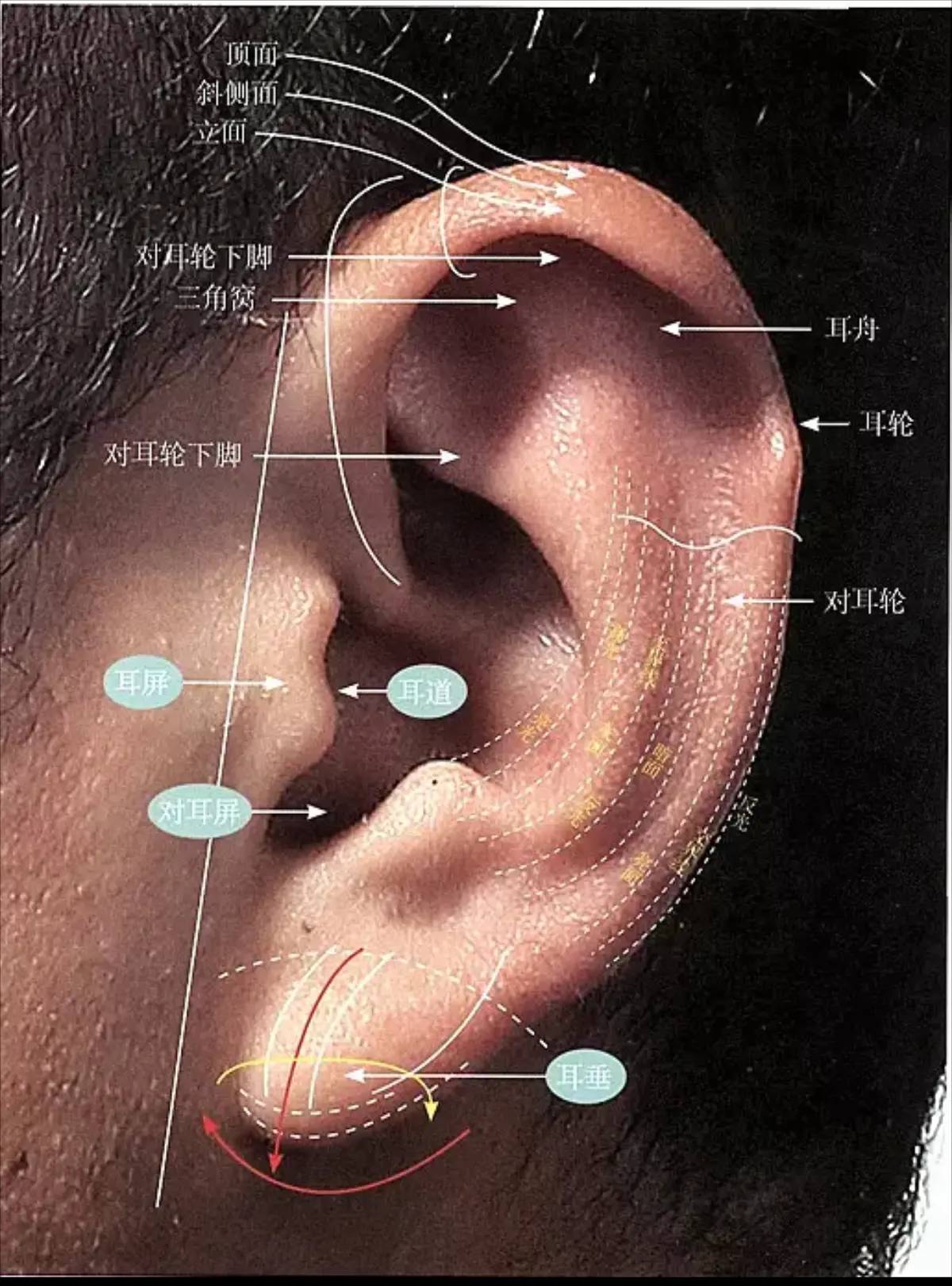 耳朵绘画基础教学初学者看完此文章感悟出许多
