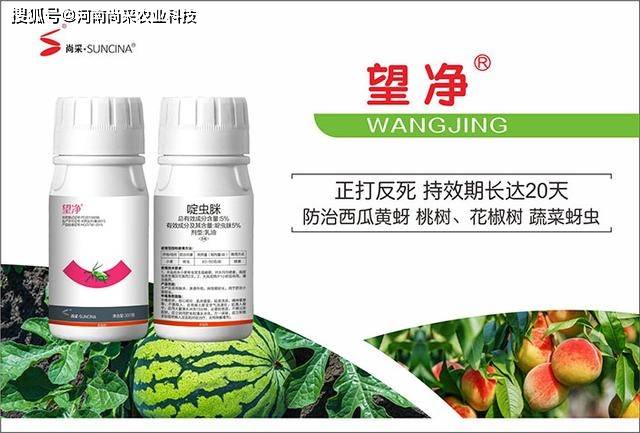 蓟马,粉虱,蚜虫老也打不住?"药到虫除"的方法来了